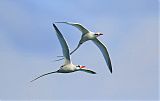 White-tailed Tropicbirdborder=